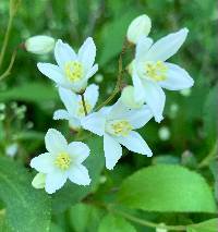 Deutzia gracilis image