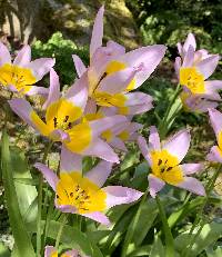 Image of Tulipa saxatilis