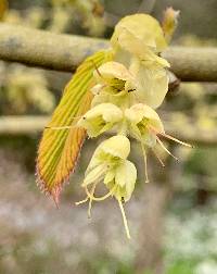 Corylopsis spicata image