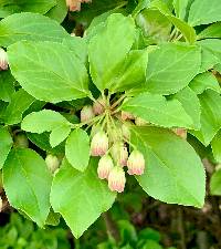 Enkianthus campanulatus image