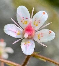 Saxifraga spathularis image