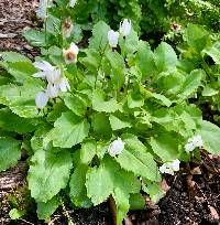 Image of Dodecatheon dentatum