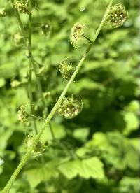 Mitella caulescens image