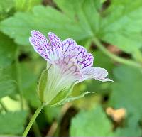 Geranium versicolor image