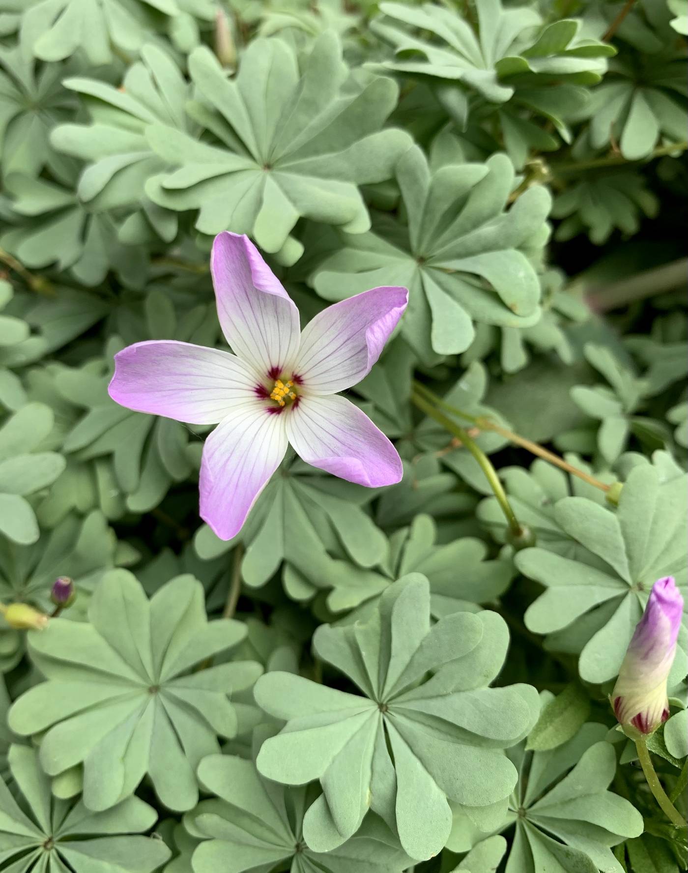 Oxalis adenophylla image