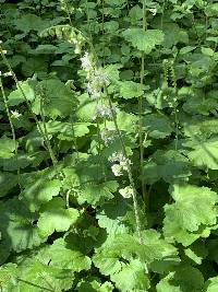 Tellima grandiflora image