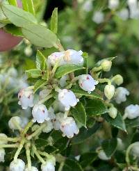 Gaultheria mucronata image