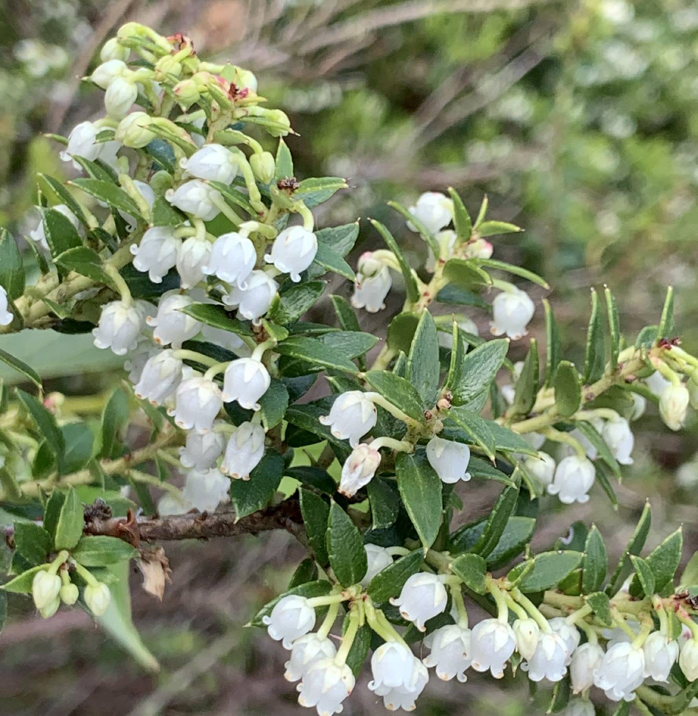 Gaultheria mucronata image