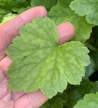 Tellima grandiflora image