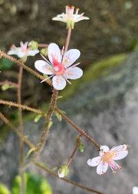 Saxifraga spathularis image