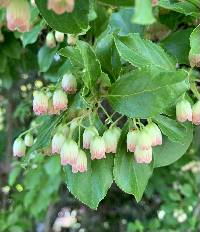 Image of Enkianthus campanulatus