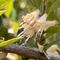 Lonicera pileata image