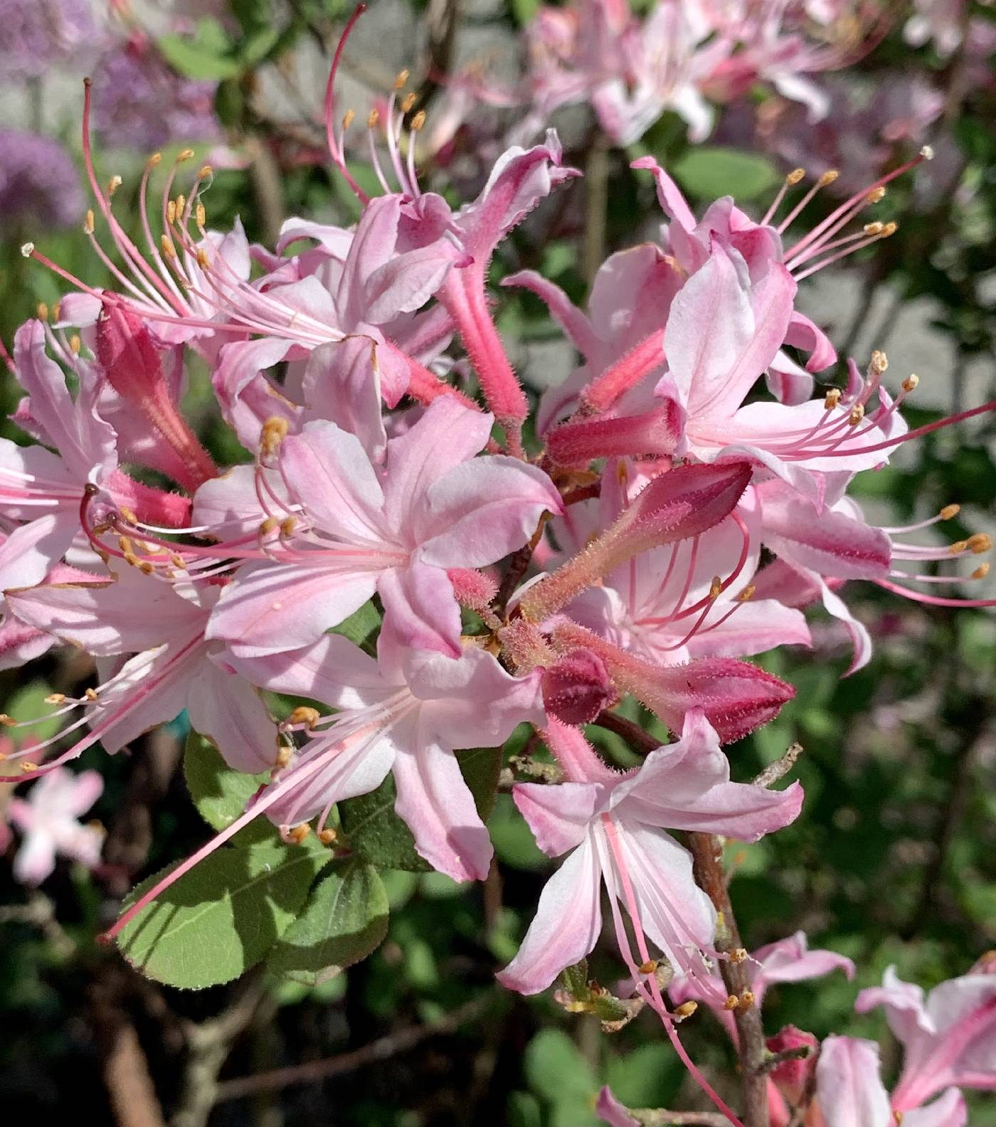 Rhododendron atlanticum image