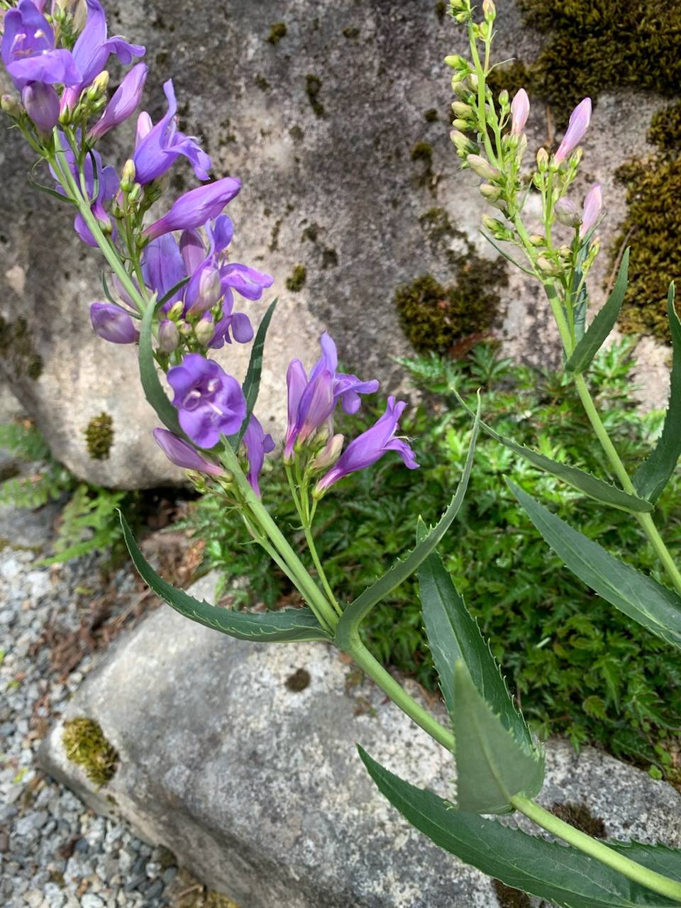 Penstemon venustus image