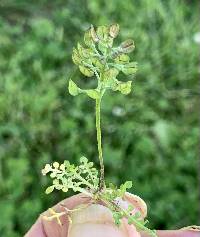 Image of Teesdalia nudicaulis