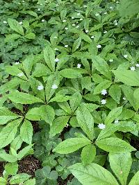 Trientalis latifolia image