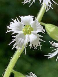 Tellima grandiflora image