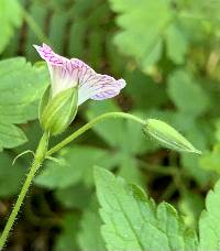 Geranium versicolor image