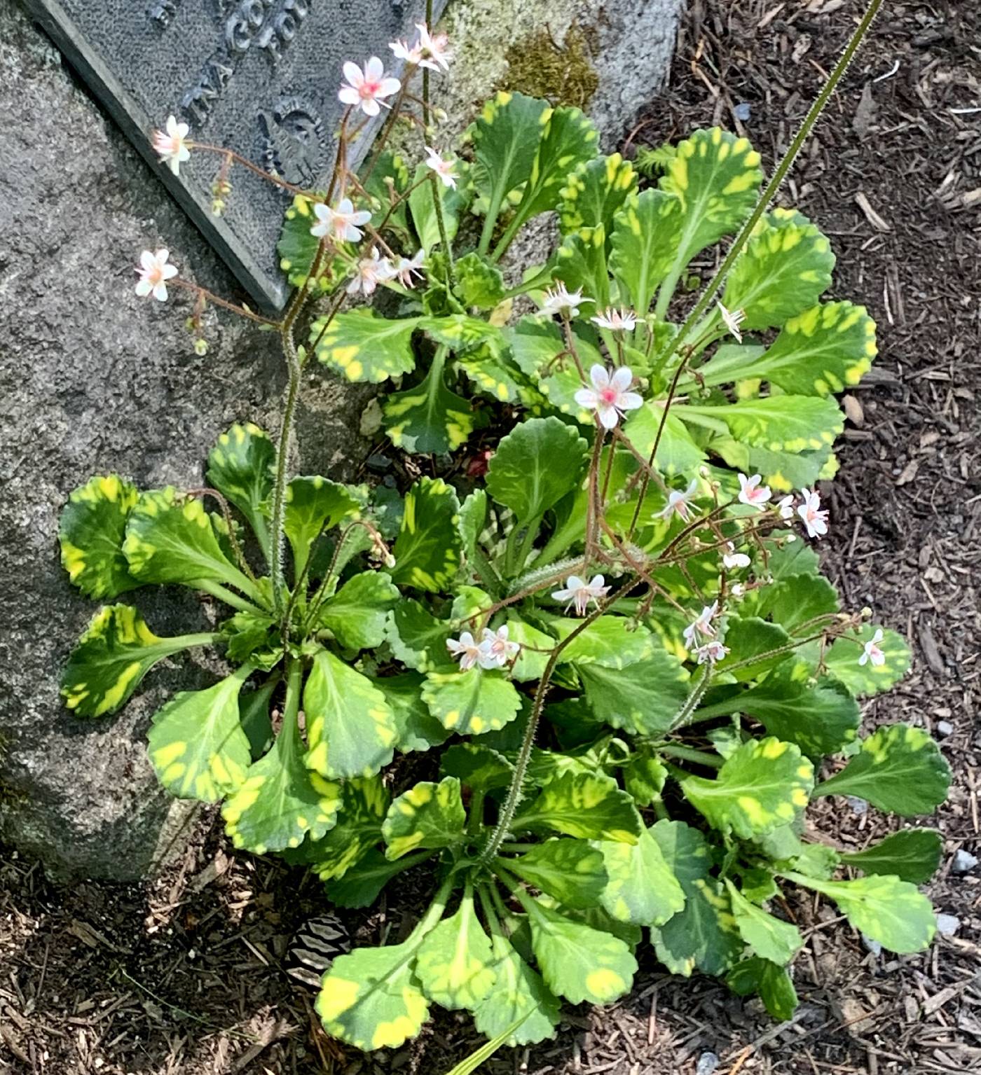 Saxifraga spathularis image