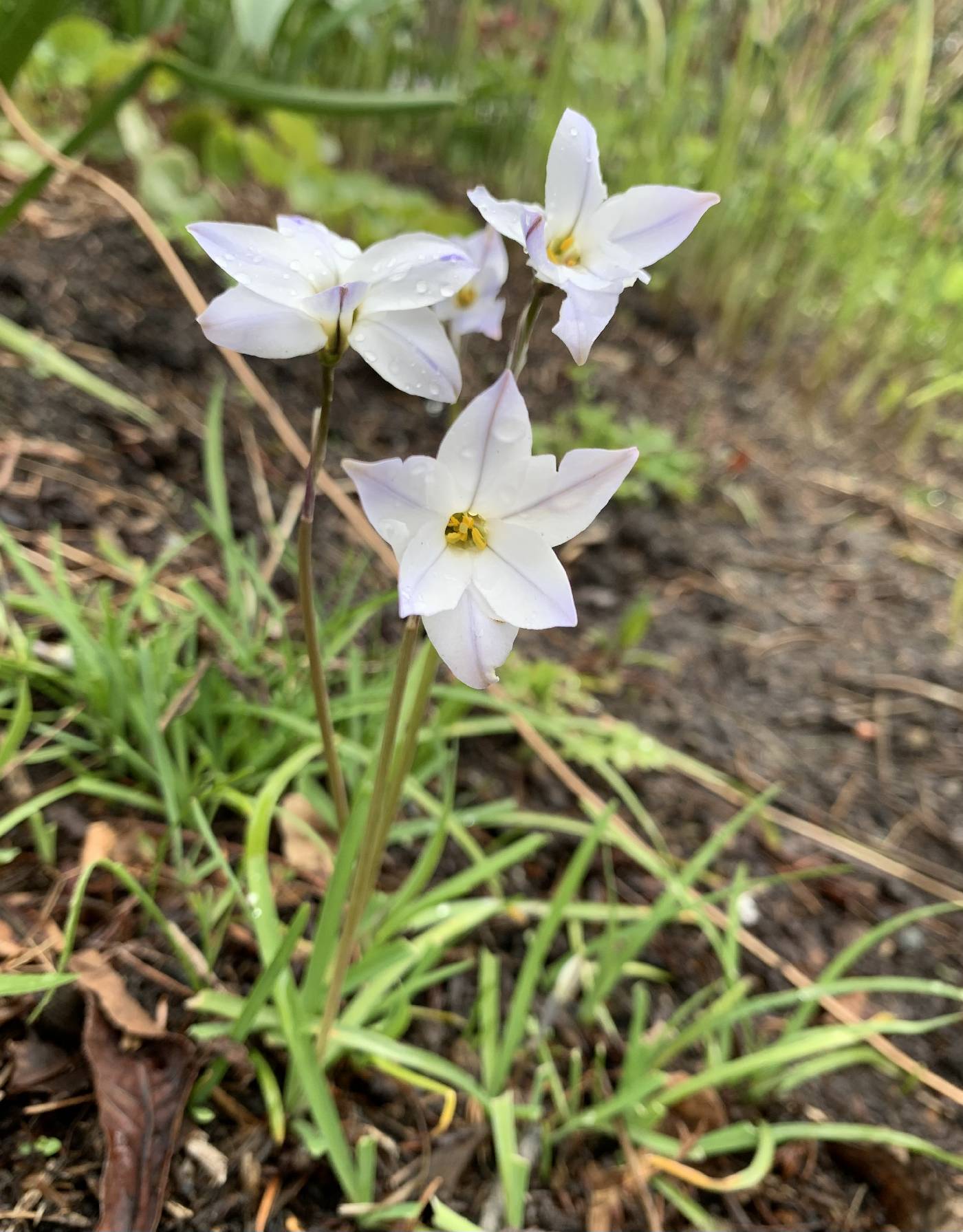 Ipheion uniflorum image