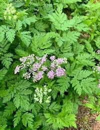 Chaerophyllum hirsutum image