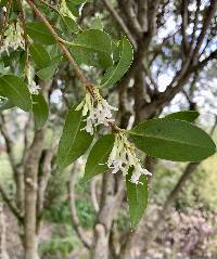 Osmanthus fragrans image