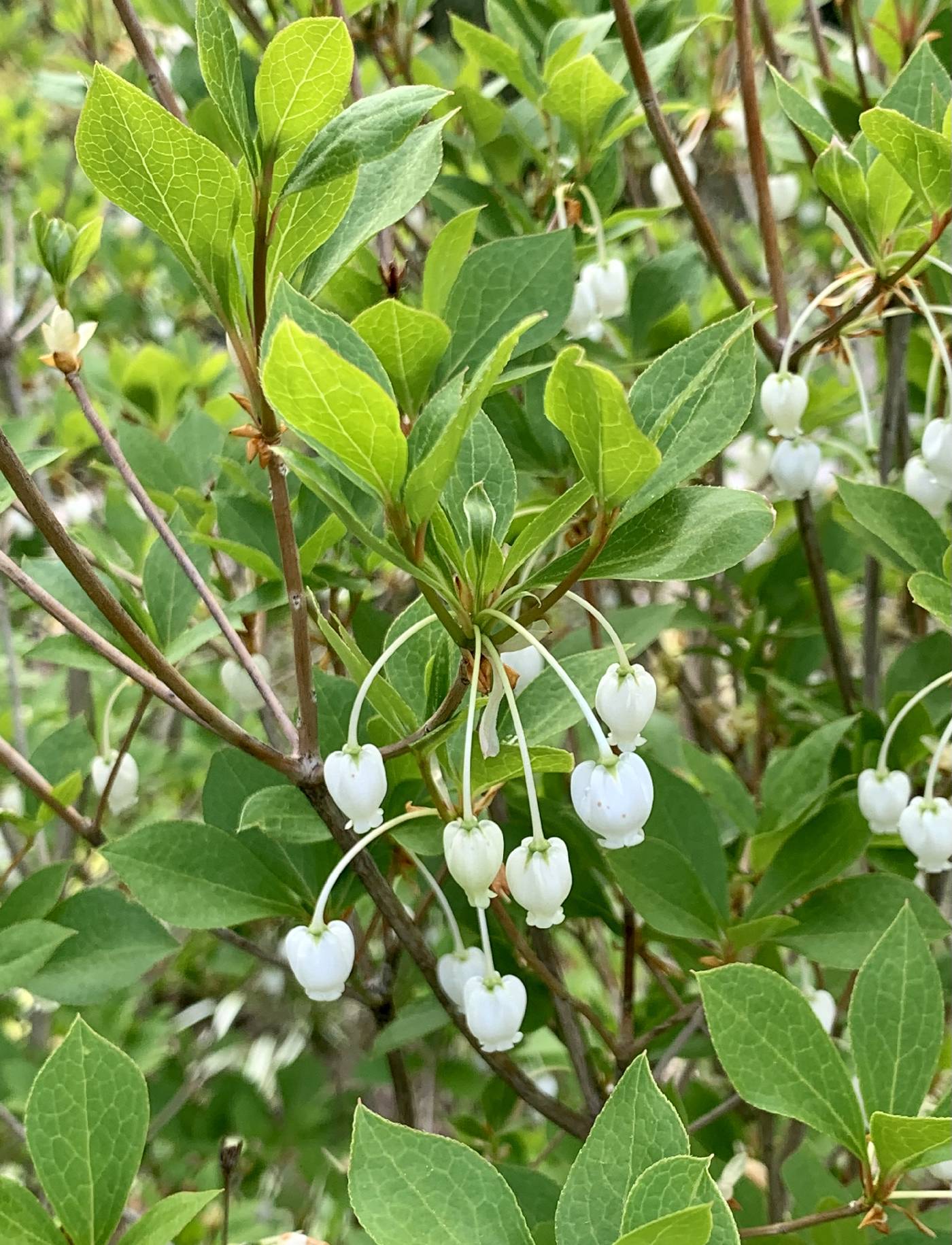 Enkianthus perulatus image