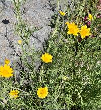 Eriophyllum lanatum image