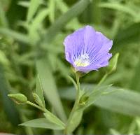 Linum usitatissimum image