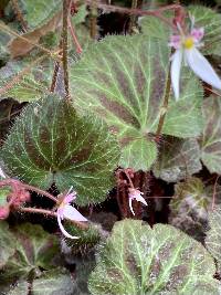 Saxifraga stolonifera image