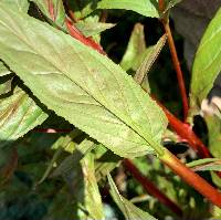 Epilobium ciliatum image