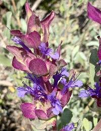 Image of Salvia pachyphylla