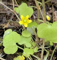 Media resource of Saxifraga cymbalaria
