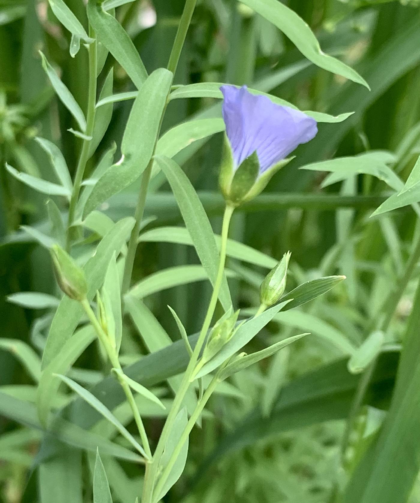 Linum usitatissimum image