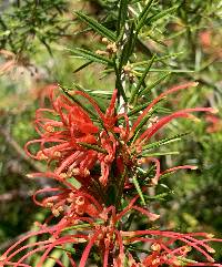 Grevillea rosmarinifolia image