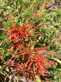 Media resource of Grevillea rosmarinifolia