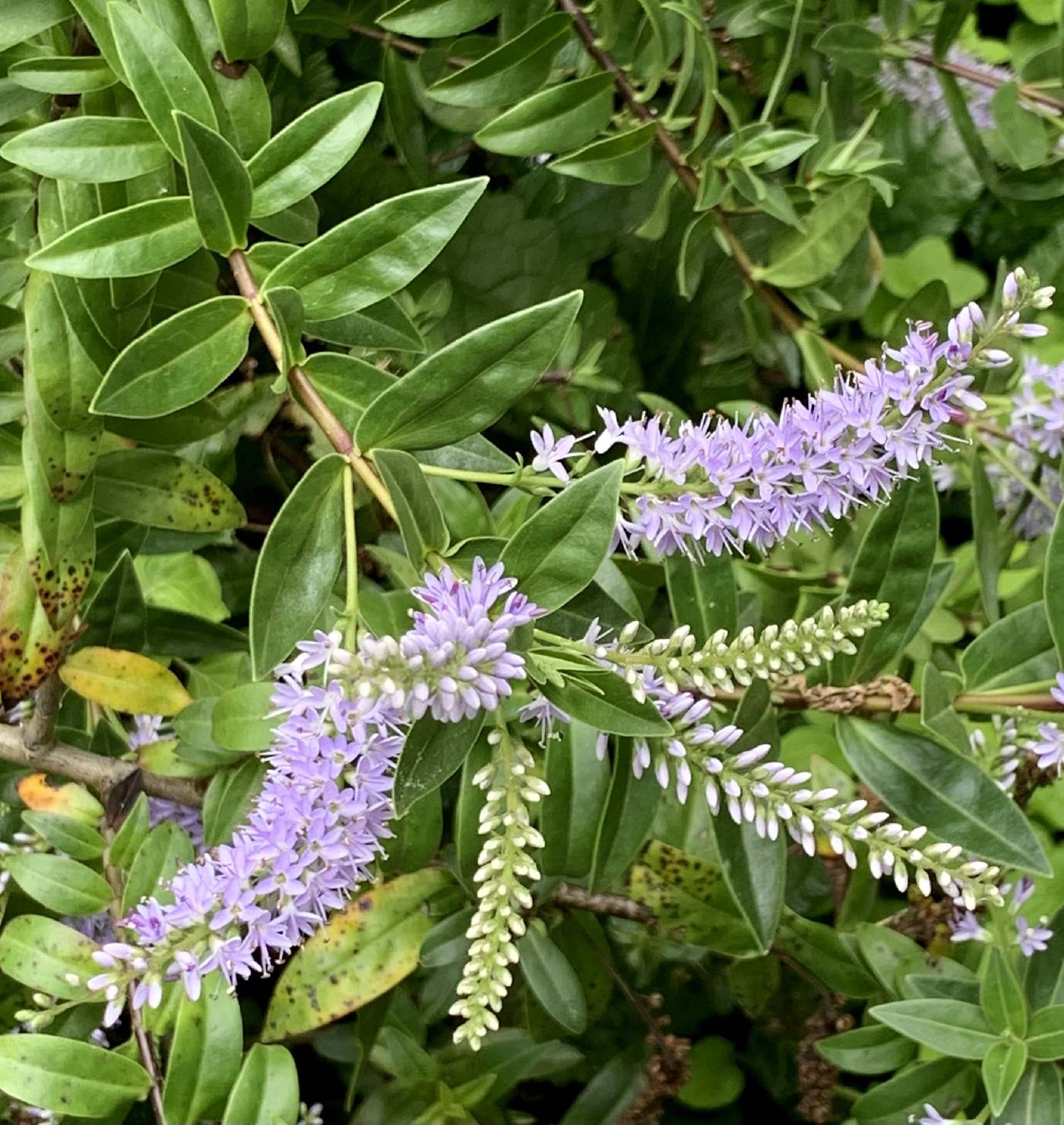 Veronica speciosa image