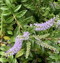 Image of Veronica speciosa