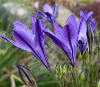 Triteleia laxa image