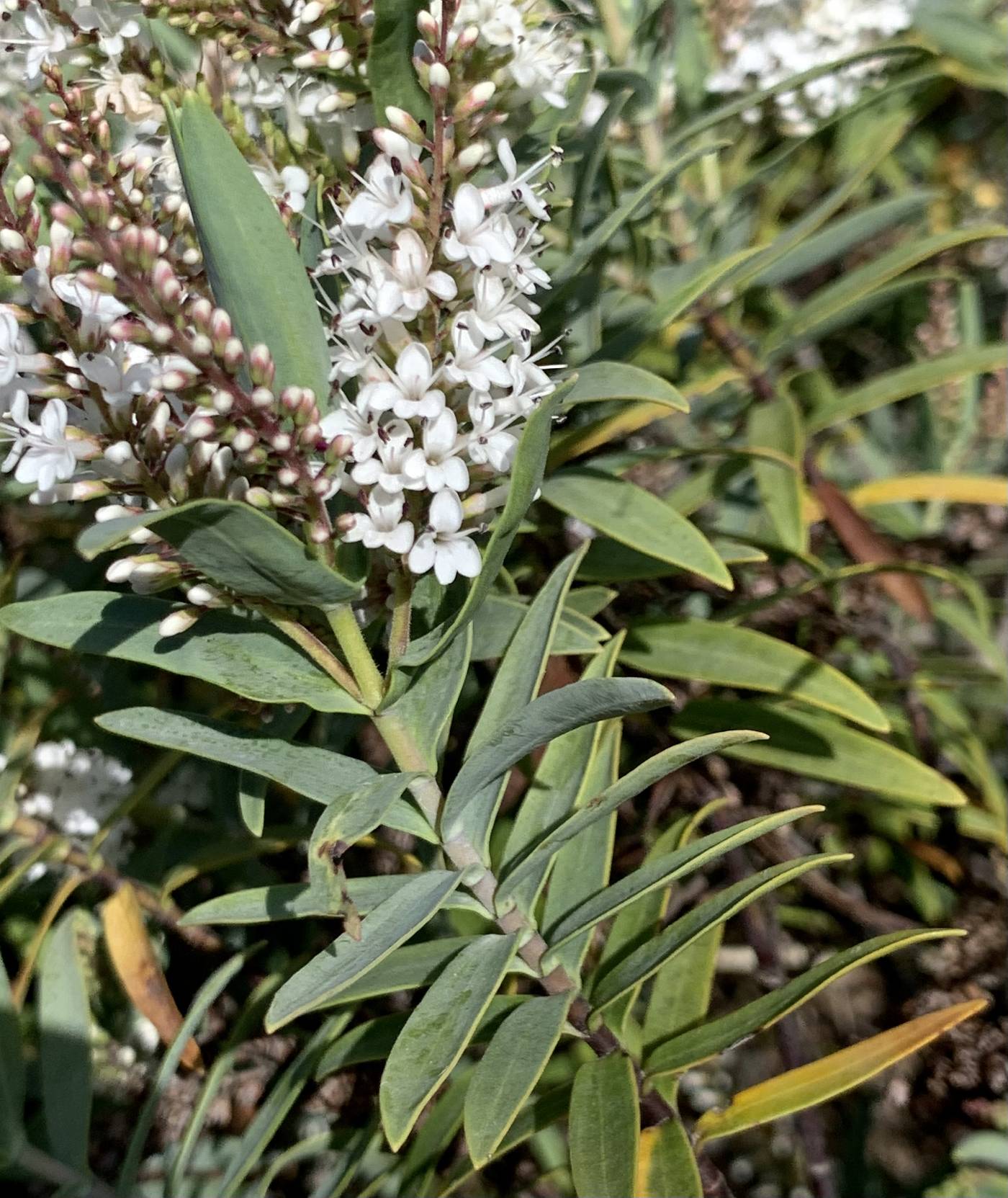 Veronica albicans image