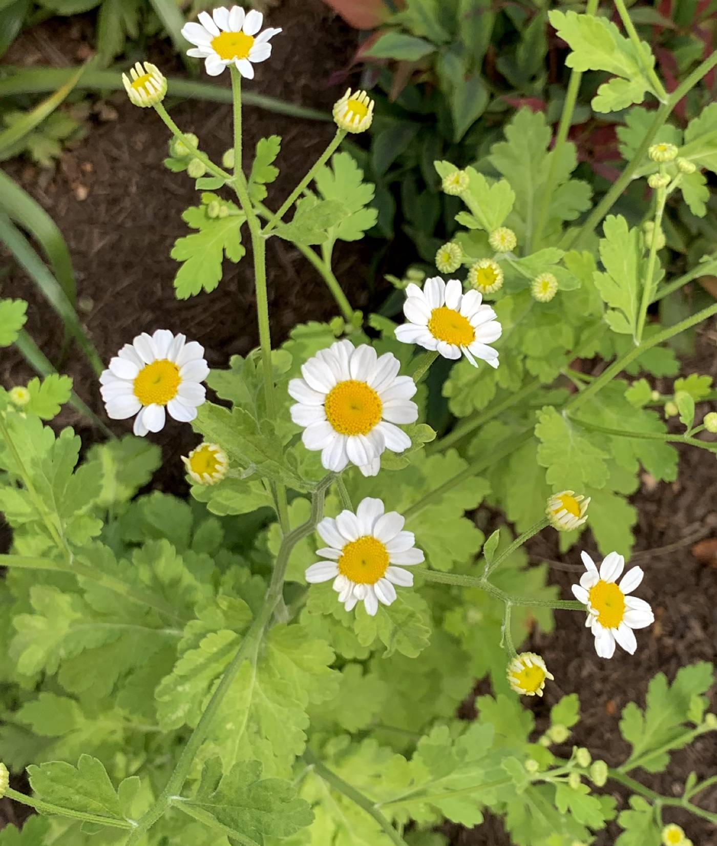 Tanacetum parthenium image