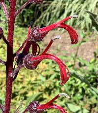 Image of Lobelia tupa