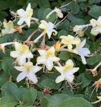 Image of Rhododendron viscosum