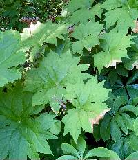 Image of Diphylleia cymosa