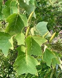 Image of Liriodendron chinense