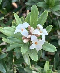 Image of Daphne × transatlantica