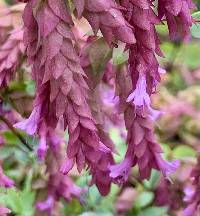 Origanum rotundifolium image