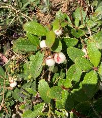 Gaultheria miqueliana image