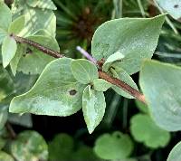 Origanum rotundifolium image