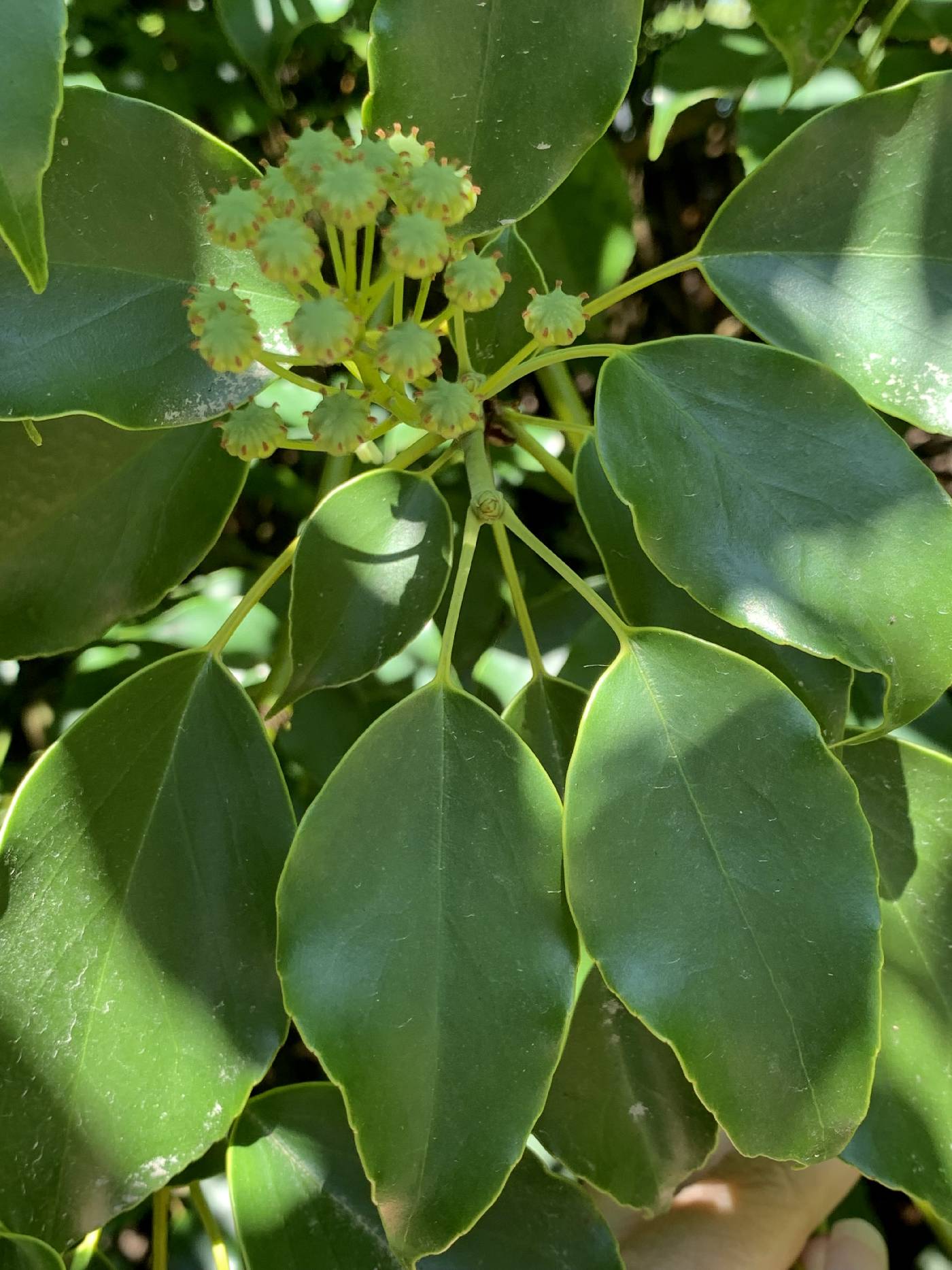 Trochodendraceae image